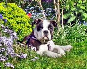2009-04-26 Garten.jpg