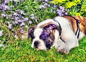 2009-04-26 Müde im Garten.jpg