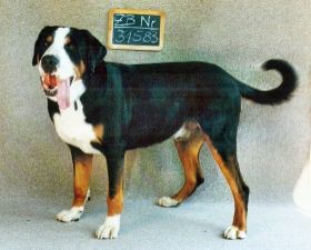 1999-05-02-z01a##cAnkörung.jpg
