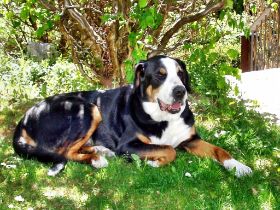 2003-05-04-b01a#41#cHaselnuss.jpg