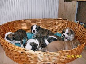 06) 2009-02-06 Bella und Geschwister.jpg