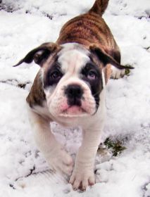 10) 2009-03-24 Mein erster Schnee.JPG