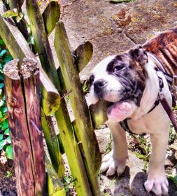 2009-05-03 Gartenzaun.jpg